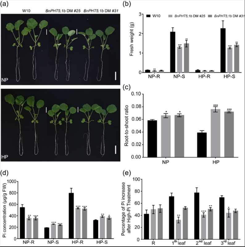 BnPHT5;1b的突变导致油菜在正常磷和高磷条件下生长迟缓